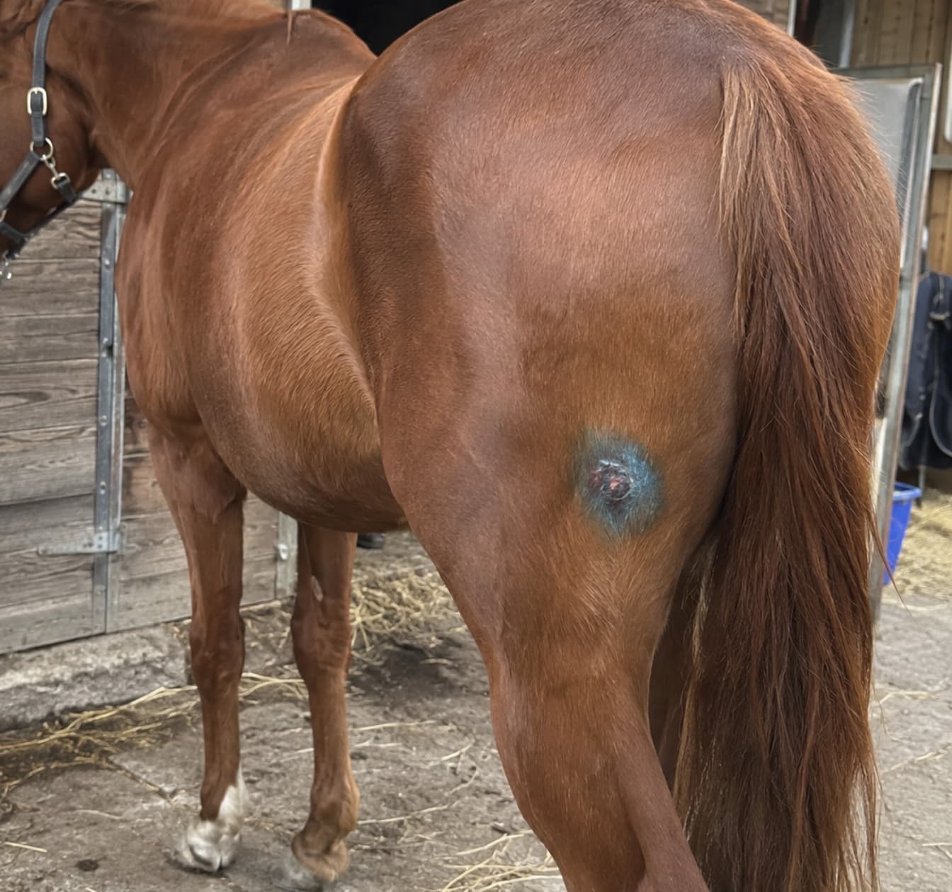 Blauspray und Silberspray beim Pferd: besser nicht