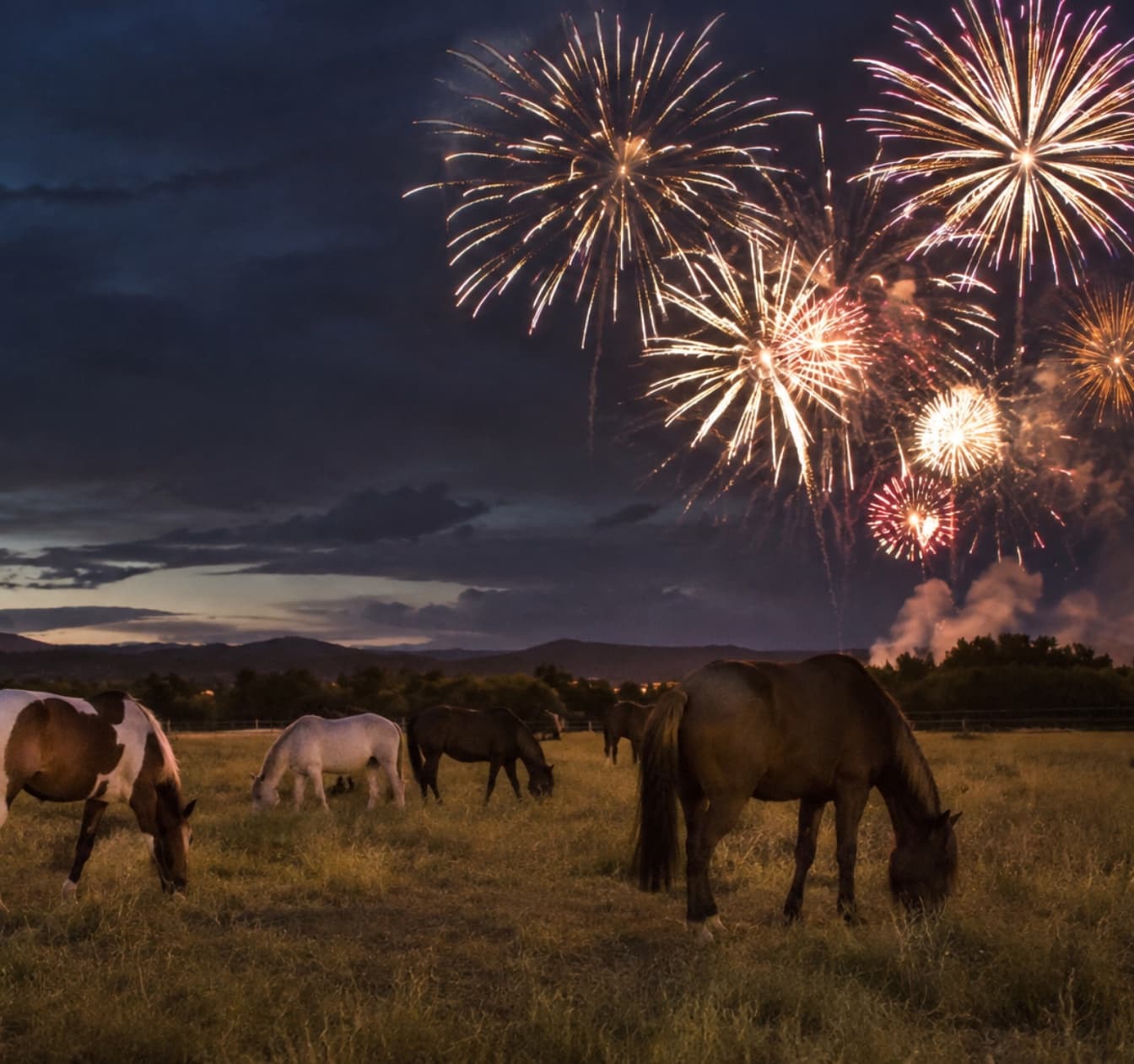 Silvester mit Pferd: so bleibt dein Pferd ruhig