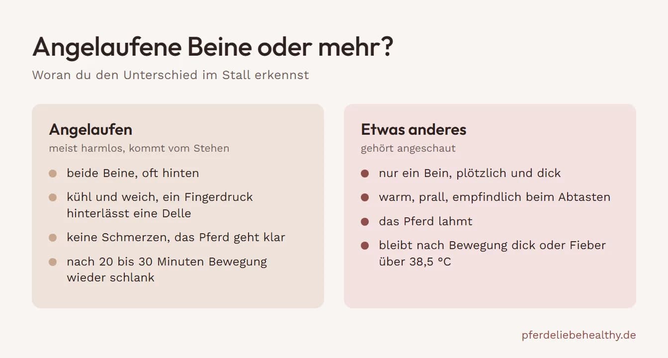Grafik mit zwei Spalten: Angelaufene Beine sind beidseitig, kühl, weich und nach Bewegung wieder schlank. Ein einzelnes warmes, pralles Bein mit Lahmheit oder Fieber über 38,5 °C ist etwas anderes.