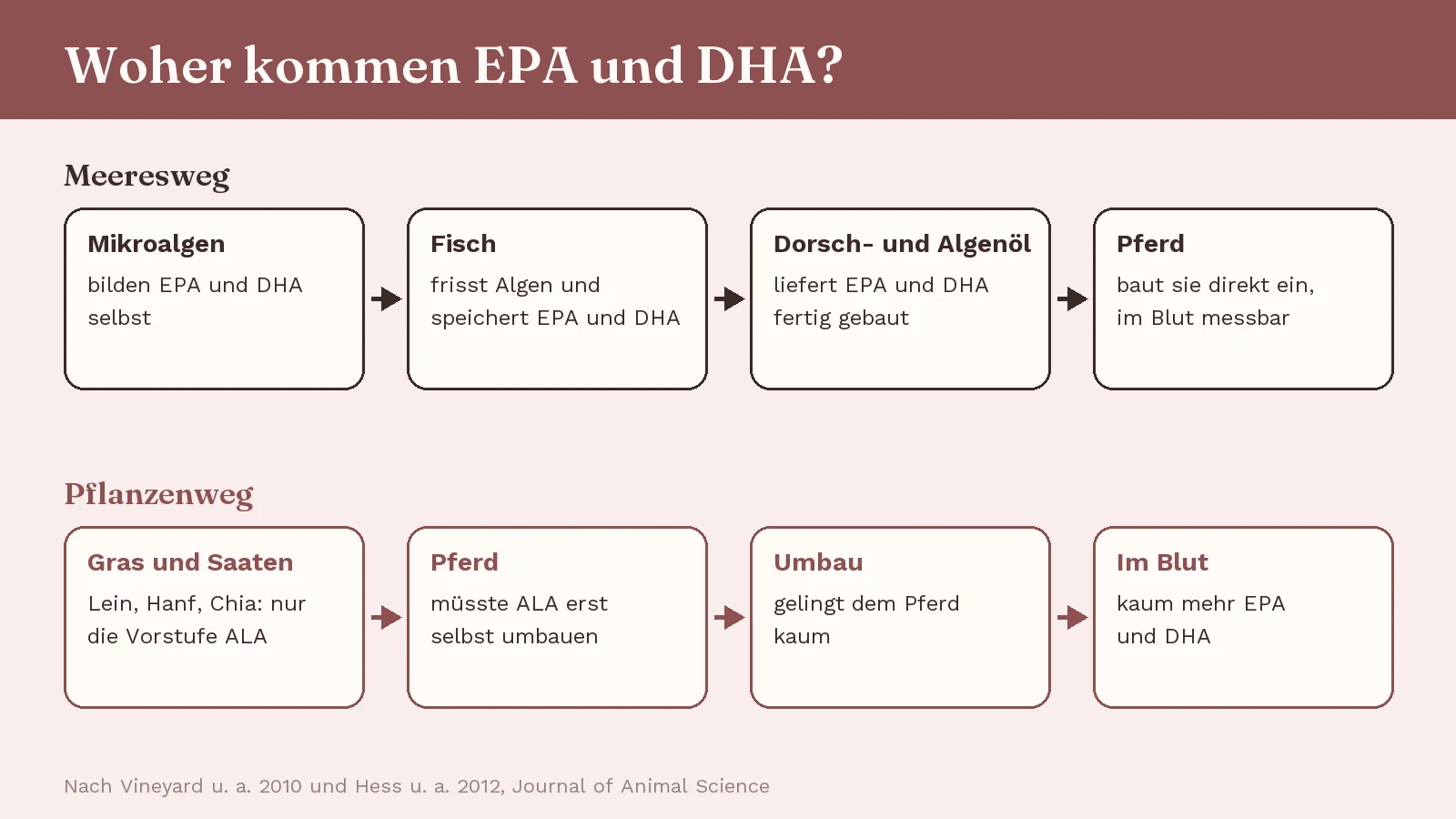 Grafik mit zwei Wegen: Oben bilden Mikroalgen EPA und DHA, Fische speichern sie, Dorsch- und Algenöl bringen sie fertig ins Pferd. Unten liefern Gras und Saaten nur die Vorstufe ALA, die das Pferd kaum umbaut.