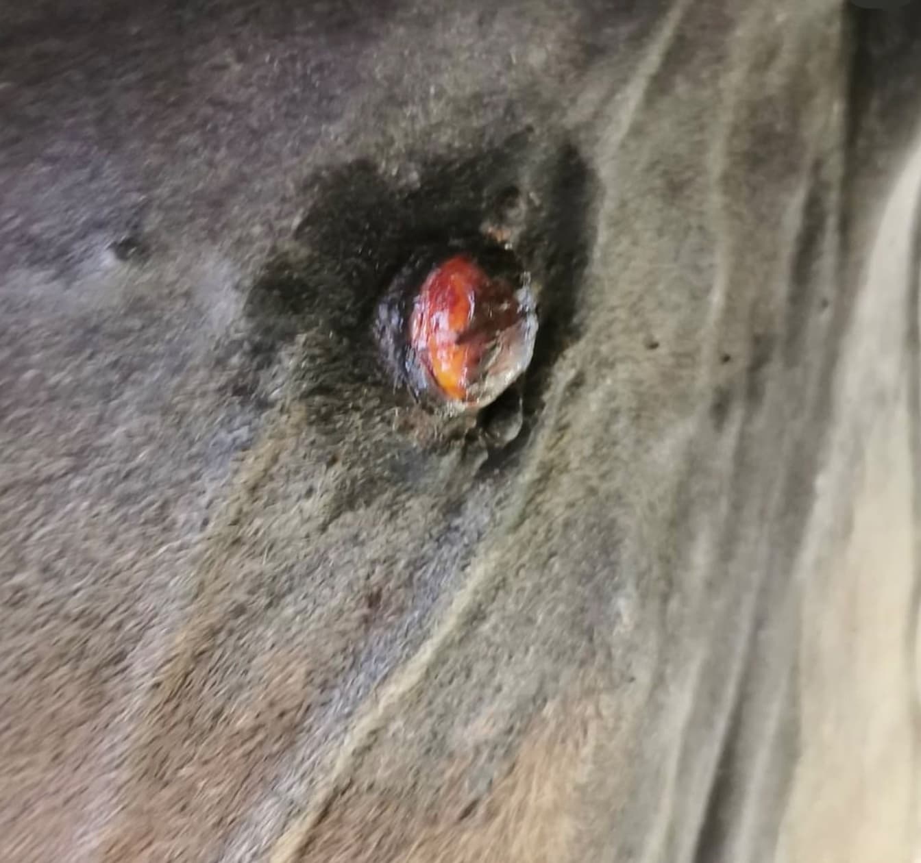 Equines Sarkoid beim Pferd: Ursachen und Behandlung