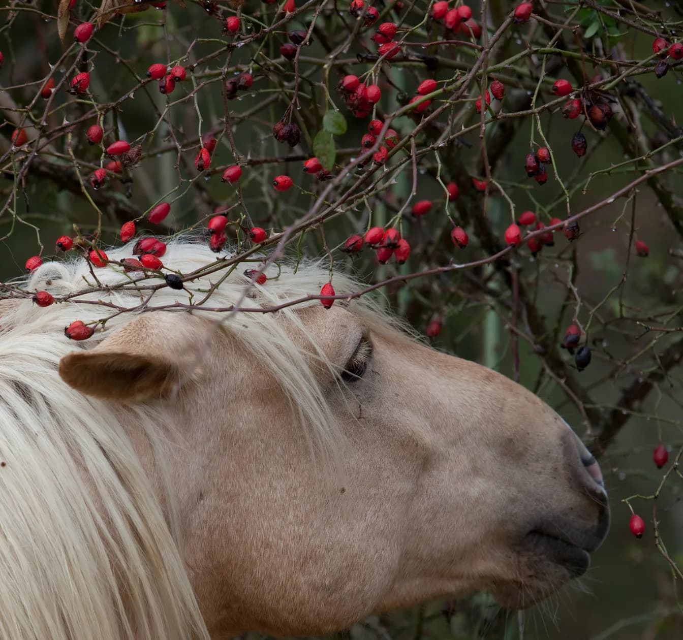 Ein Pony streckt den Kopf in eine Hundsrose voller roter Hagebutten. Die Hundsrose gehört zu den Sträuchern, an denen Pferde knabbern dürfen.