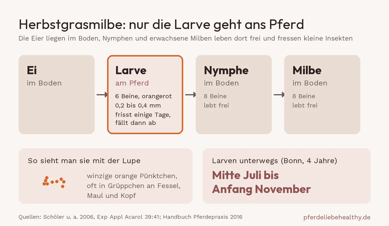 Grafik zum Lebenszyklus der Herbstgrasmilbe: Ei, Nymphe und erwachsene Milbe leben im Boden, nur die orangerote Larve geht für einige Tage ans Pferd. Unterwegs sind die Larven von Mitte Juli bis Anfang November.