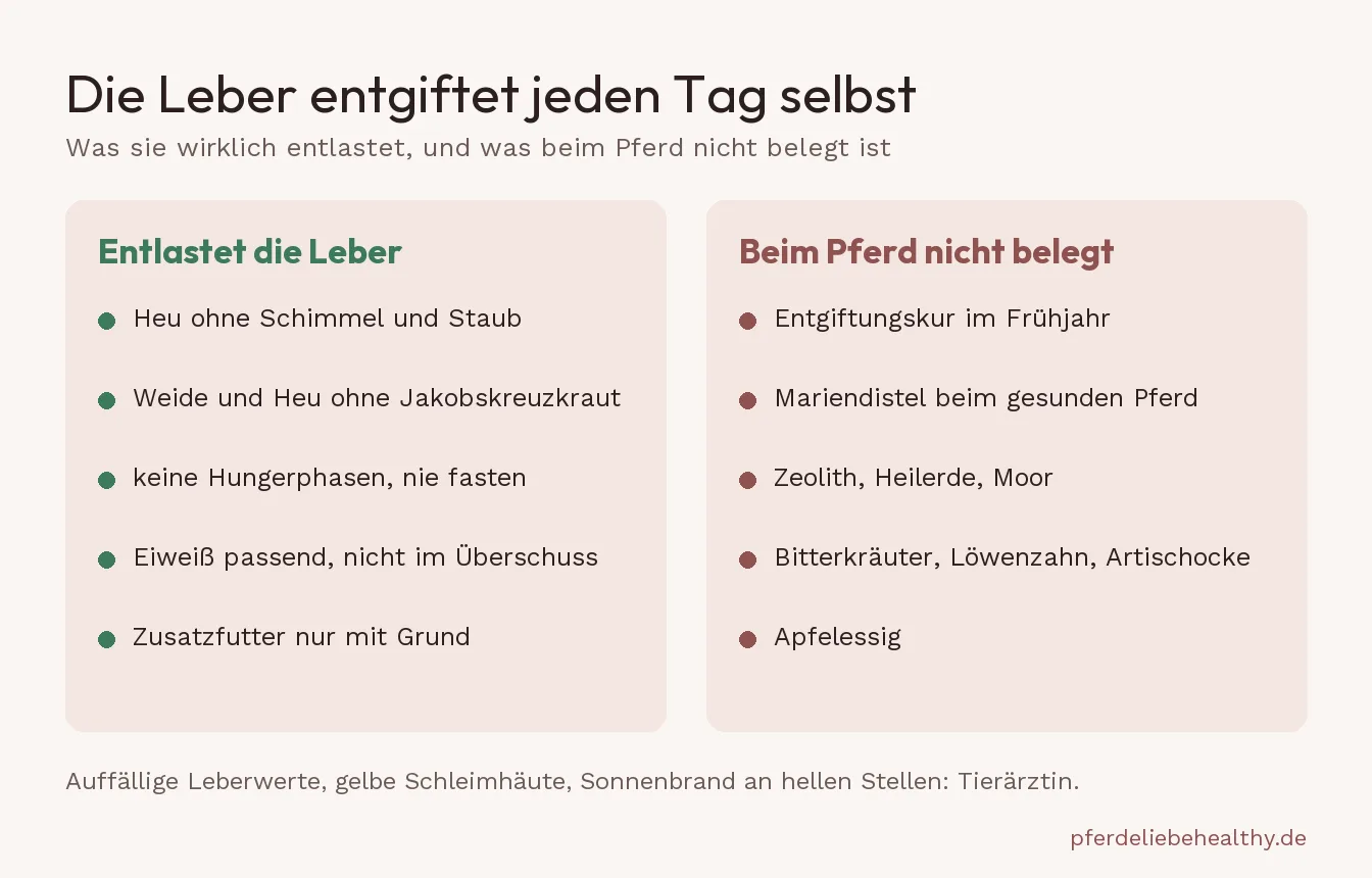 Übersicht, was die Leber eines Pferdes wirklich entlastet: sauberes Heu, keine Giftpflanzen, keine Hungerphasen, keine Zusätze ohne Grund, und welche Hausmittel beim Pferd nicht belegt sind.