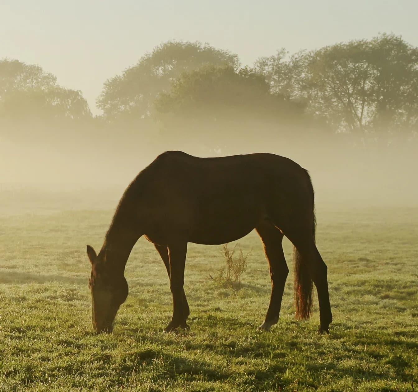 Ein dunkles Pferd grast mit tief gesenktem Kopf auf einer taunassen Wiese, dahinter Bäume im Morgennebel.