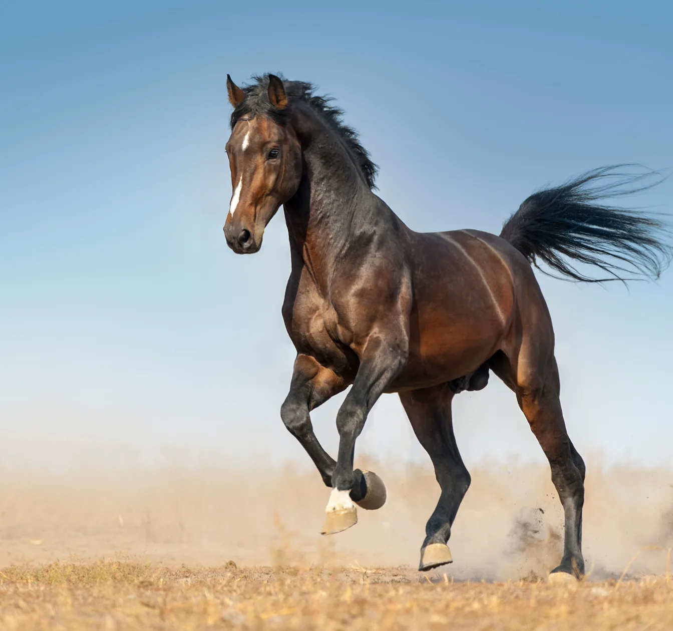 Ein Pferd im Galopp. Muskulatur entsteht aus Aminosäuren, nicht aus Rohprotein.