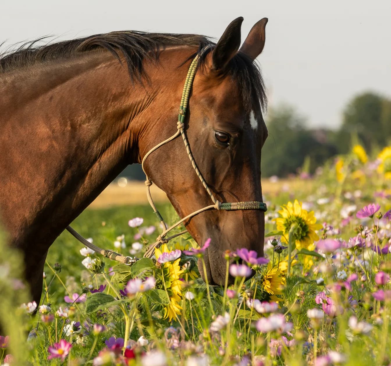 Ein Pferd frisst in einer Blumenwiese. Die Grundration entscheidet, nicht der Futtersack.