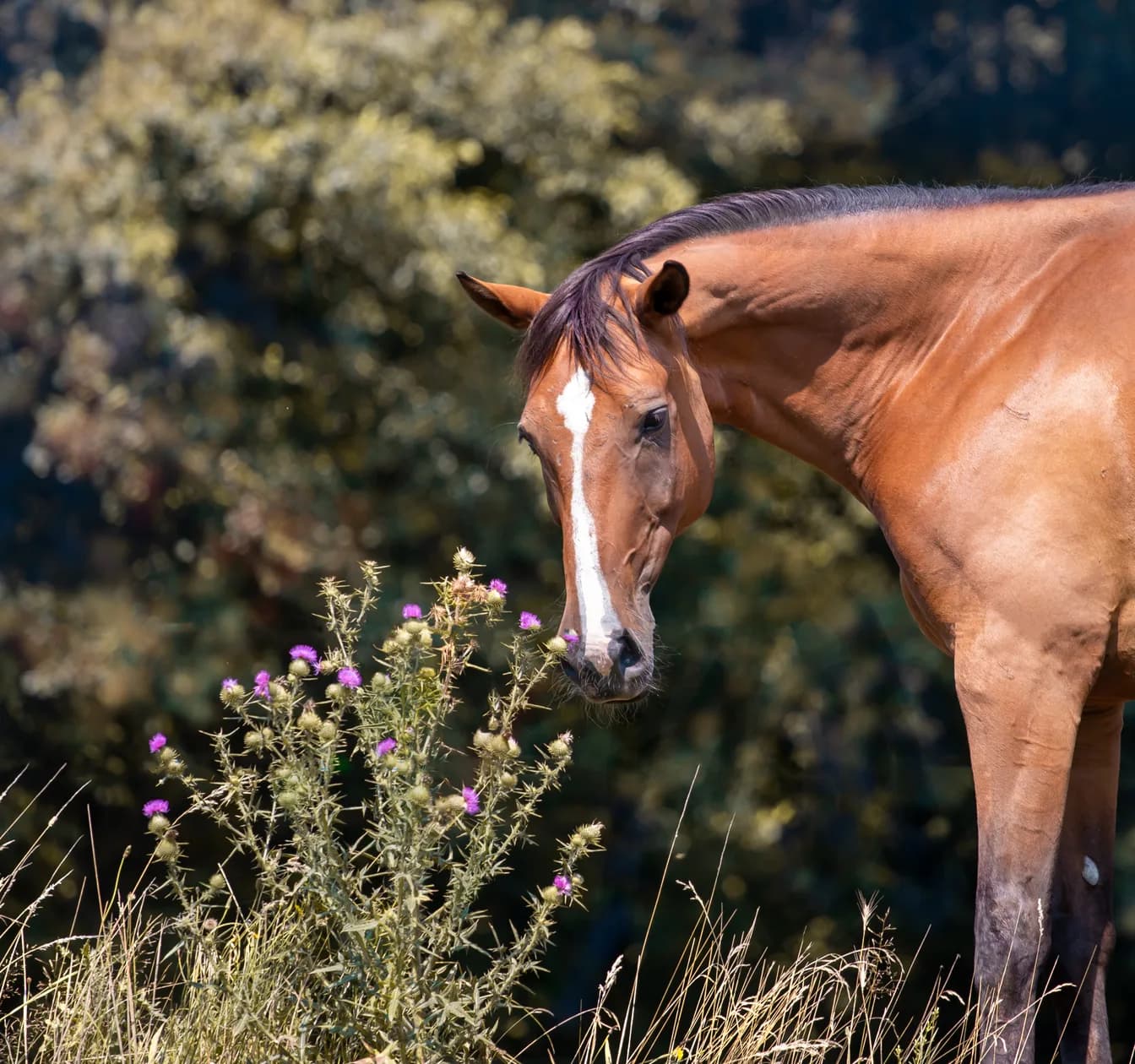 Ein braunes Pferd mit Blesse senkt den Kopf und schnuppert an einer blühenden Distel am Rand einer trockenen Wiese.