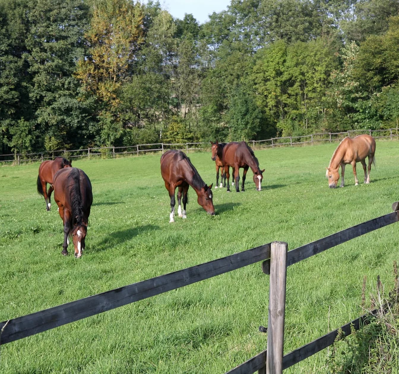 Sechs Pferde grasen auf einer üppigen grünen Weide hinter einem Holzzaun, im Hintergrund Bäume.