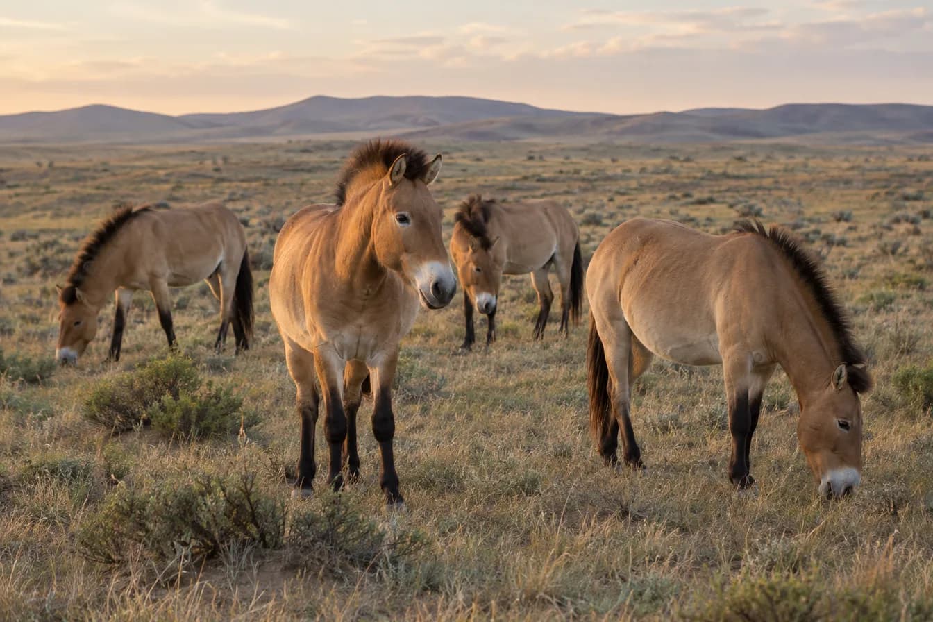 Vier Przewalski-Pferde mit Stehmähne, hellem Maul und dunklen Beinen in einer weiten, trockenen Steppe im Abendlicht, drei grasen, eines schaut in die Kamera.