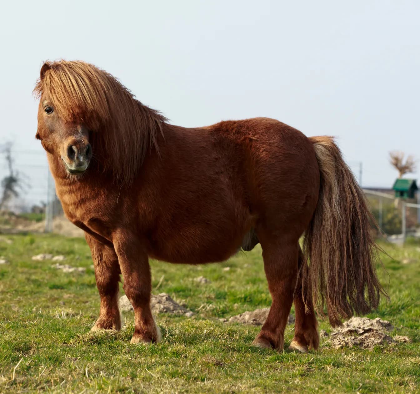 Fuchsfarbenes Shetlandpony mit rundem Bauch und dichtem Winterfell, seitlich auf einer kurz gefressenen Weide stehend