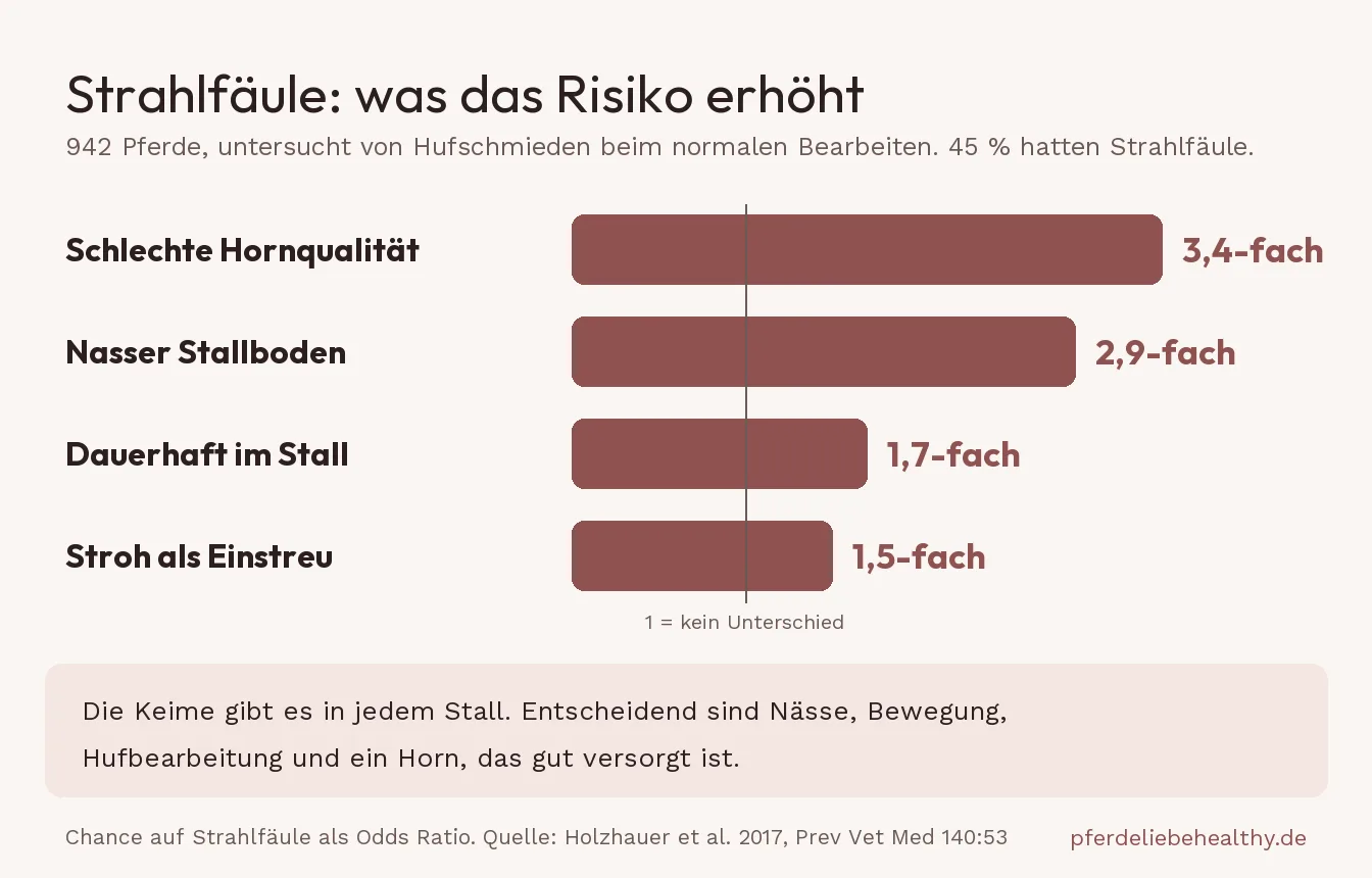 Balkengrafik zu einer Studie mit 942 Pferden: schlechte Hornqualität, nasser Stallboden, reine Stallhaltung und Stroh als Einstreu erhöhen die Chance auf Strahlfäule.