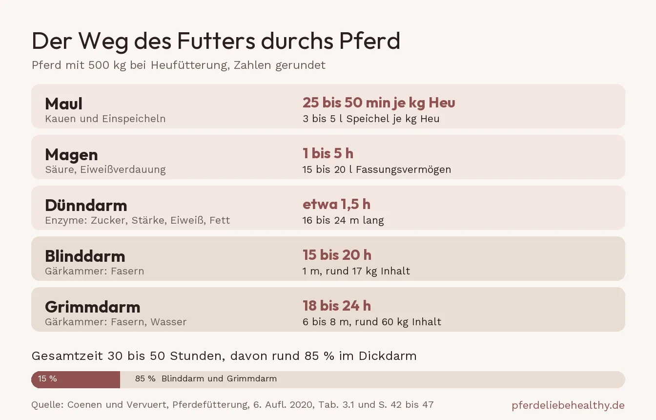 Grafik zum Weg des Futters durch ein Pferd mit 500 kg: Maul, Magen, Dünndarm, Blinddarm und Grimmdarm mit Zeiten und Größen. Insgesamt dauert die Verdauung 30 bis 50 Stunden, davon rund 85 Prozent im Dickdarm.