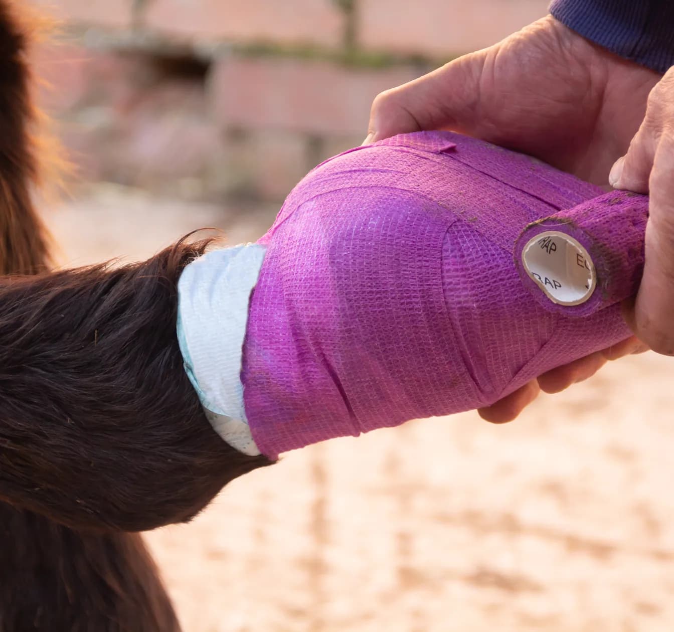 Ein luftdurchlässiger Verband am Pferdebein, angelegt über einer sauberen Wundauflage.