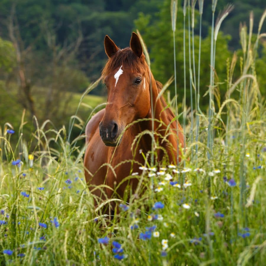 Fuchs schaut aufmerksam durch hohes Gras mit Kornblumen
