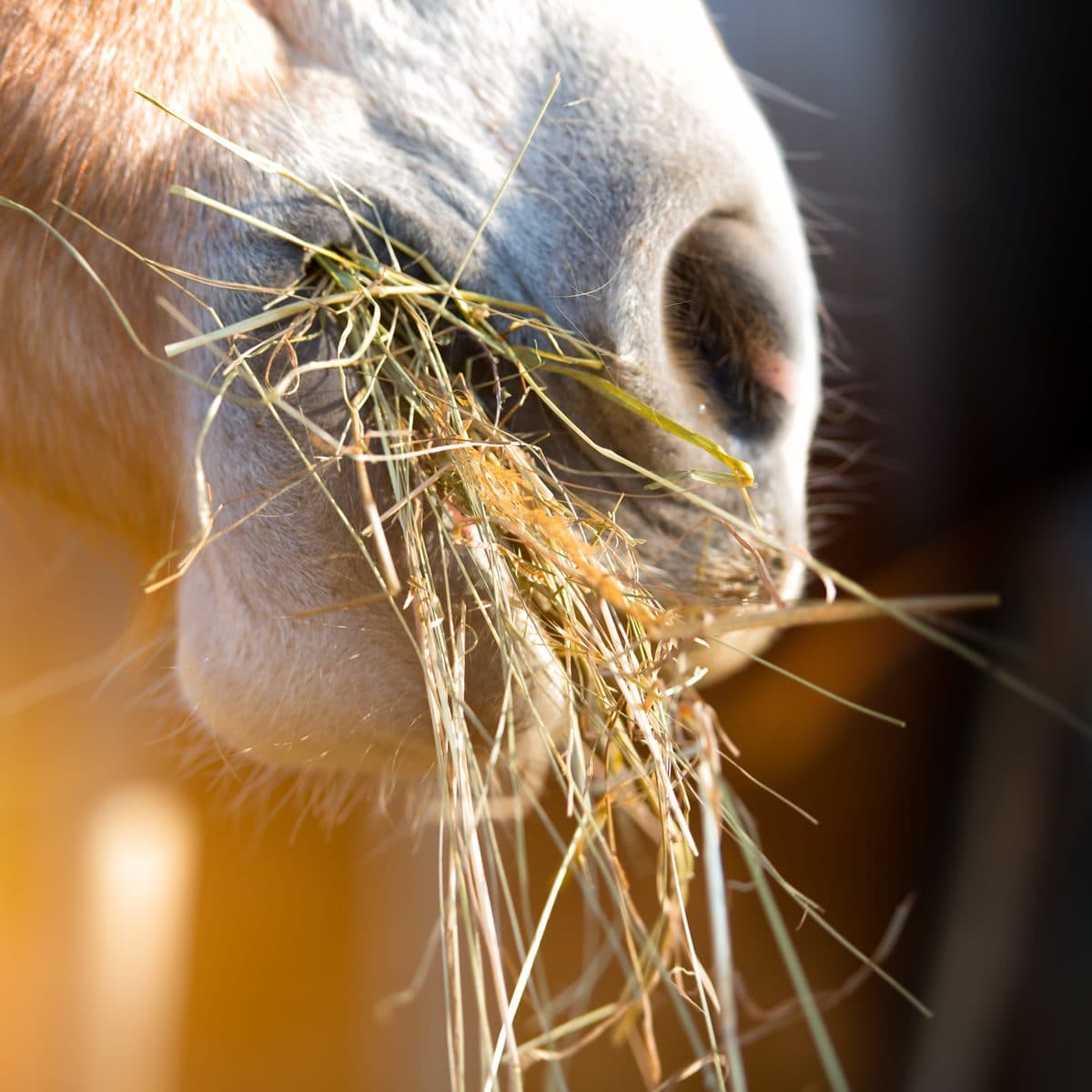 Pferd mit Heu im Maul