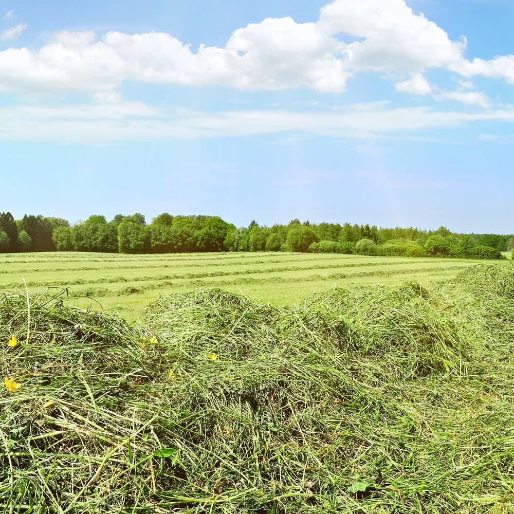Frisch gemähte Wiese, das Gras liegt in Schwaden