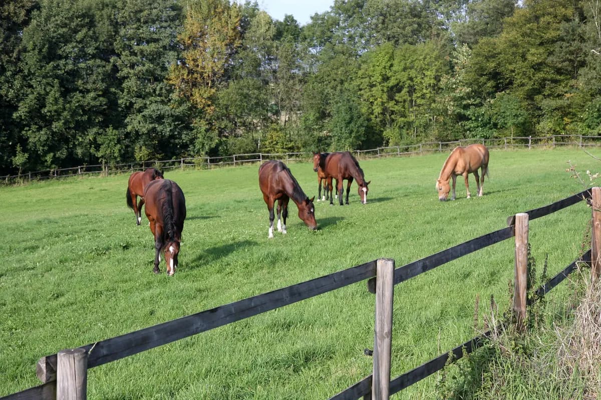 Sechs Pferde grasen hinter einem Holzzaun auf einer grünen Weide